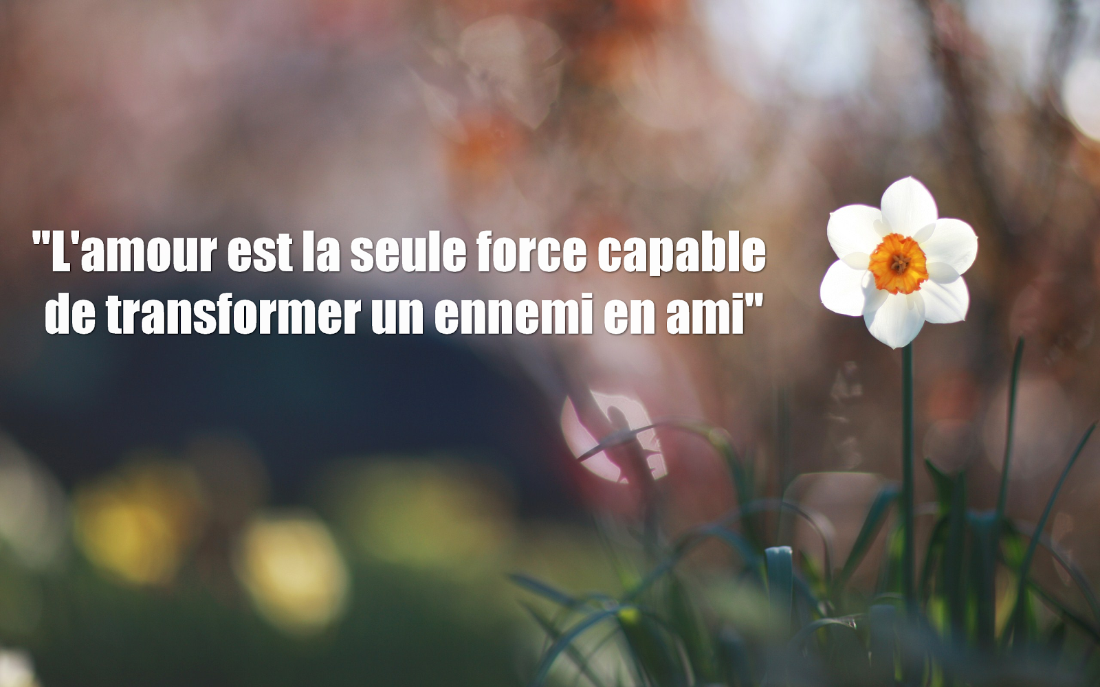 Agent matrimonial - APCE, agence pour la cration daposentreprises